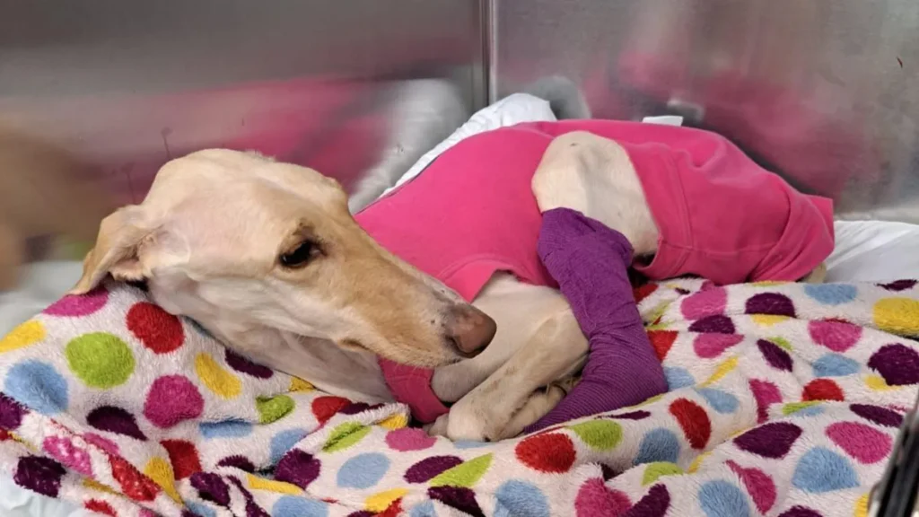 A heart-wrenching rescue on New Year's Day has given an emaciated dog a shot at a better life. Peanut, a 3-year-old pup, was found abandoned in a ditch in the U.K., in one of the most severe cases of neglect ever seen by the Royal Society for the Prevention of Cruelty to Animals (RSPCA). The shelter shared her story on January 10, capturing the attention of animal lovers around the world.